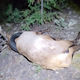Image for article titled Stylish Elk Has Its Tire Necklace Removed By The Man UPDATED
